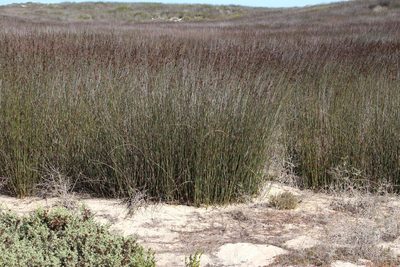 Thamnochortus spicigerus, photographed by Tony Rebelo