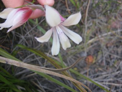 Gladiolus grandiflorus, photographed by Di Turner