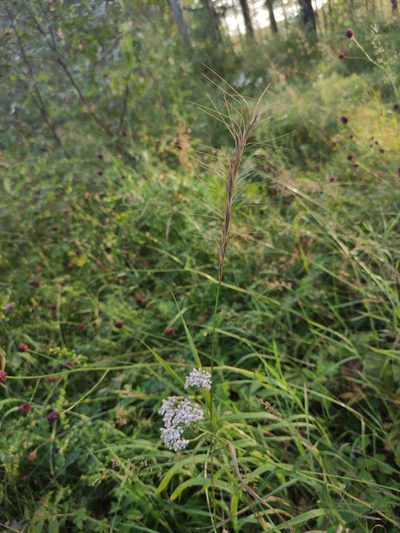 Elymus gmelinii, photographed by Юлия