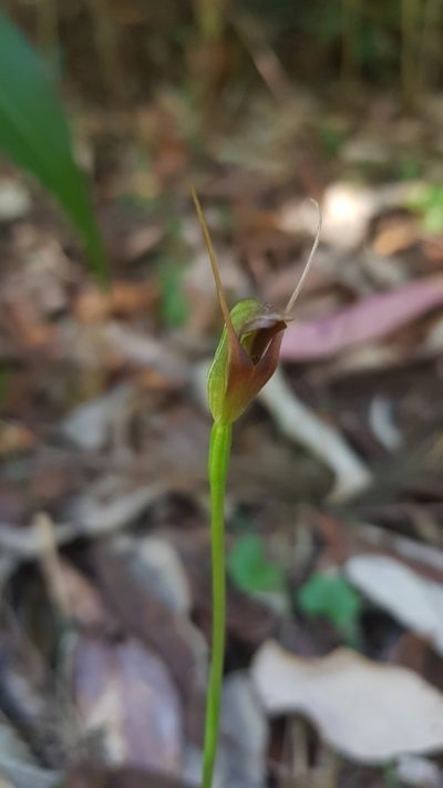 Pterostylis erecta, photographed by Sofia Zvolanek