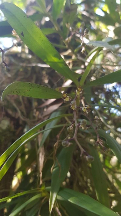 Plectorrhiza tridentata, photographed by Sofia Zvolanek