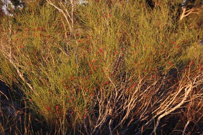 Muraltia scoparia, photographed by Tony Rebelo