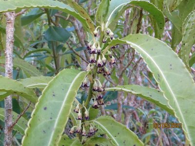Melicytus lanceolatus, photographed by Kathy Warburton
