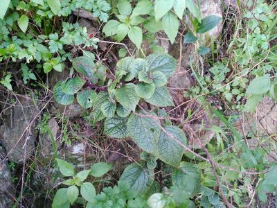 Plectranthus ciliatus, photographed by Leon Perrie