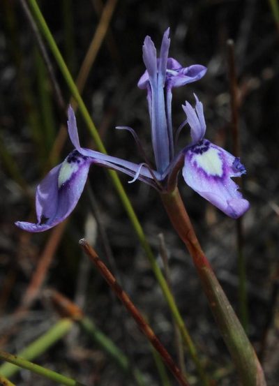 Moraea cuspidata, photographed by Tony Rebelo