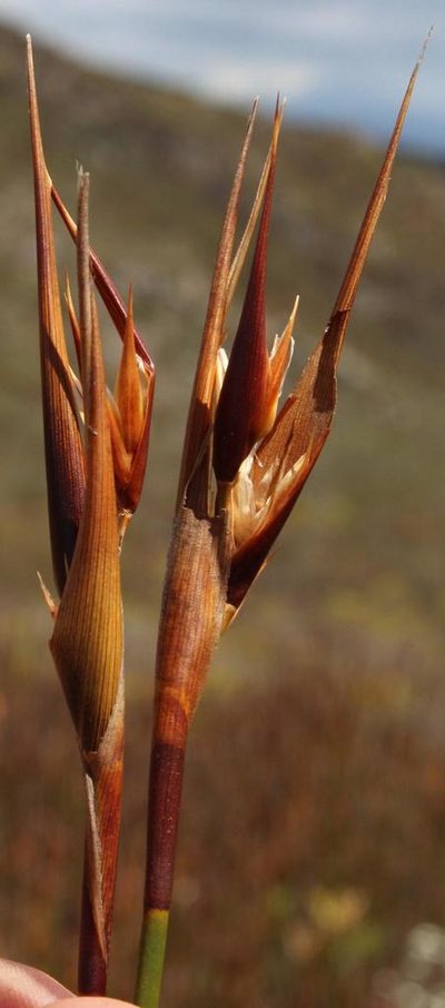 Ceratocaryum decipiens, photographed by Tony Rebelo