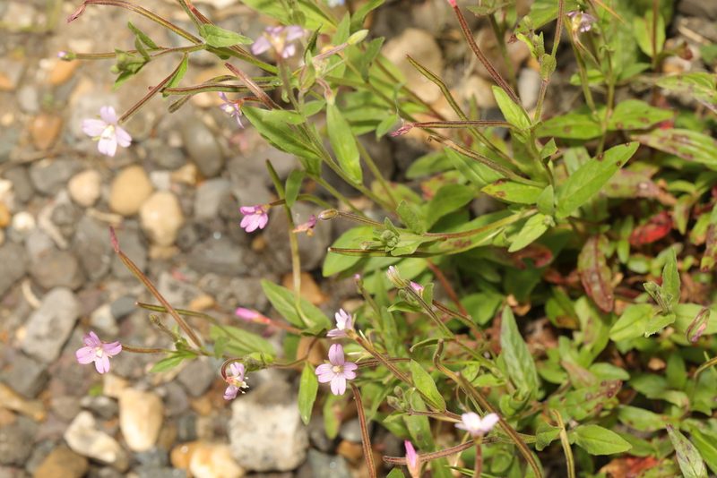 Epilobium obscurum, photographed by Stephen James McWilliam