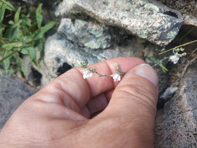 Linaria repens, photographed by Tim Johnson