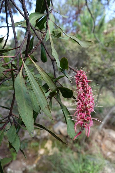 Faurea forficuliflora, photographed by Romer N. Rabarijaona