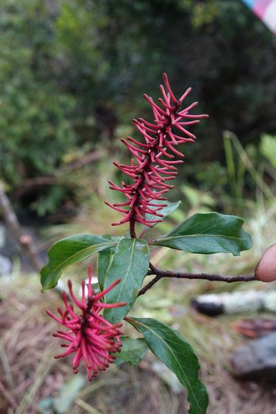 Faurea forficuliflora, photographed by Romer N. Rabarijaona