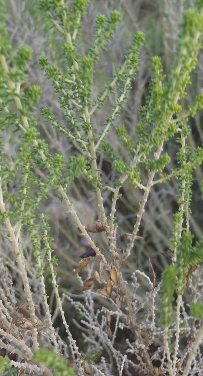 Aspalathus obtusifolia, photographed by Nicola van Berkel