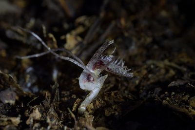 Corybas cryptanthus, photographed by Christopher Stephens