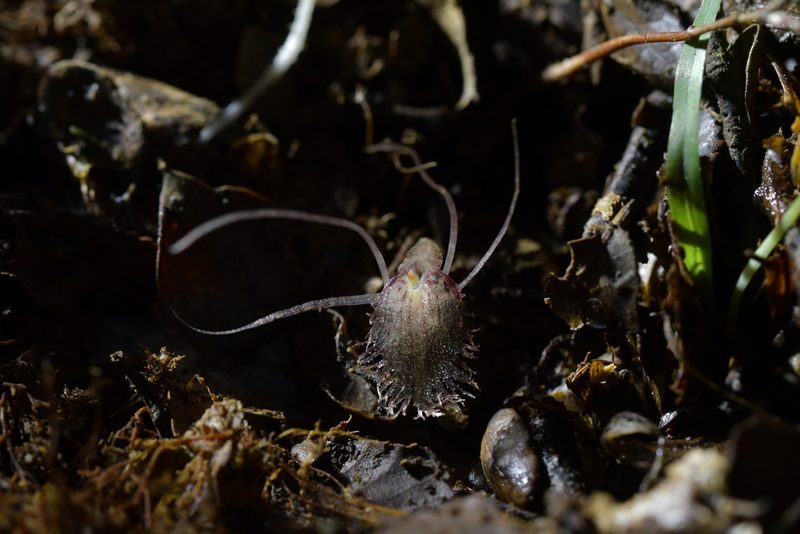Corybas cryptanthus, photographed by Christopher Stephens