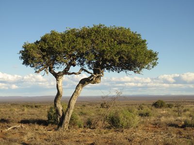 Boscia oleoides, photographed by Christiaan Viljoen