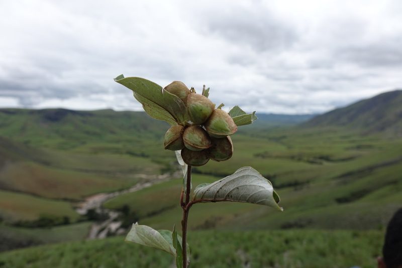Philgamia hibbertioides, photographed by Romer N. Rabarijaona