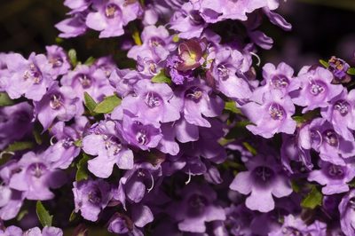 Prostanthera incisa, photographed by dhfischer