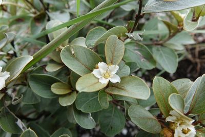 Philgamia hibbertioides, photographed by Romer N. Rabarijaona
