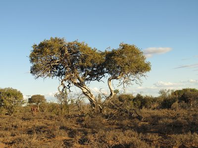 Boscia oleoides, photographed by Christiaan Viljoen