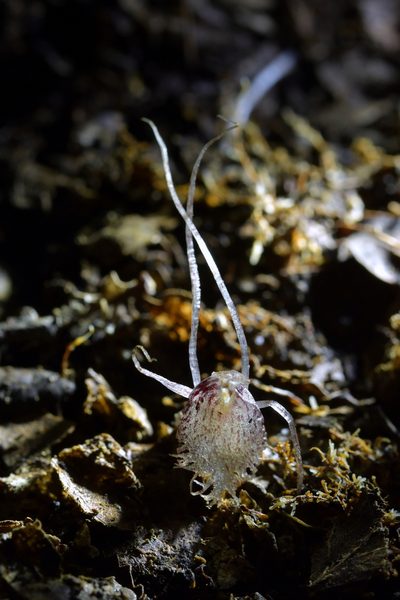 Corybas cryptanthus, photographed by Christopher Stephens
