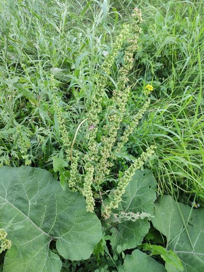 Rumex stenophyllus, photographed by Юлия