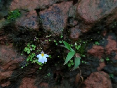 Utricularia striatula, photographed by Vijay Karthick