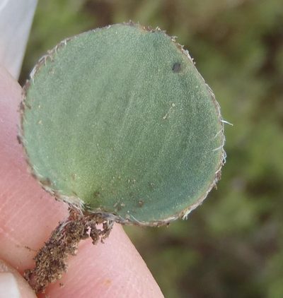 Eriospermum pubescens, photographed by Nicola van Berkel