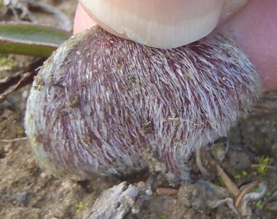 Eriospermum pubescens, photographed by Nicola van Berkel