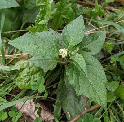 Alkekengi officinarum, photographed by Denis Otkydach