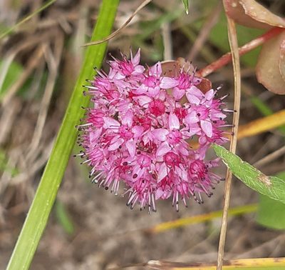 Hylotelephium ewersii, photographed by Yannick Brenz