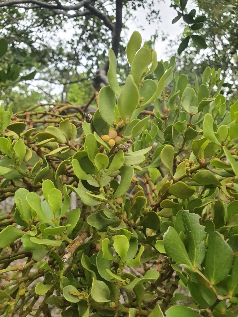 Phoradendron mucronatum, photographed by Yolanda M. Leon