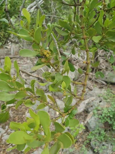 Phoradendron mucronatum, photographed by Yolanda M. Leon