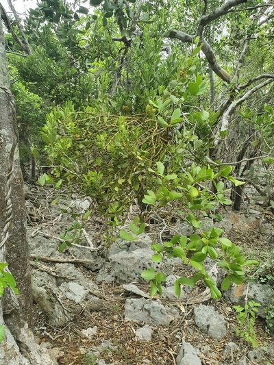 Phoradendron mucronatum, photographed by Yolanda M. Leon