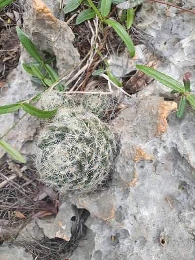 Mammillaria prolifera, photographed by Yolanda M. Leon