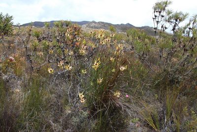 Leucadendron burchellii, photographed by Tony Rebelo
