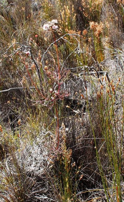 Serruria williamsii, photographed by Tony Rebelo