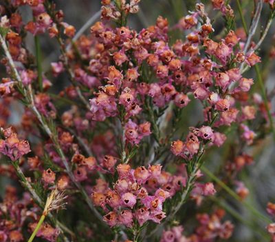 Erica selaginifolia, photographed by Tony Rebelo