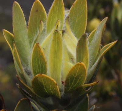 Leucadendron nervosum, photographed by Tony Rebelo