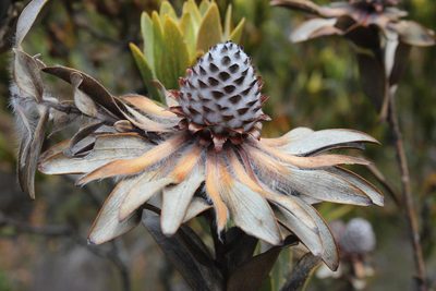 Leucadendron nervosum, photographed by Tony Rebelo