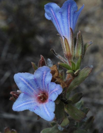 Lobostemon strigosus, photographed by Tony Rebelo