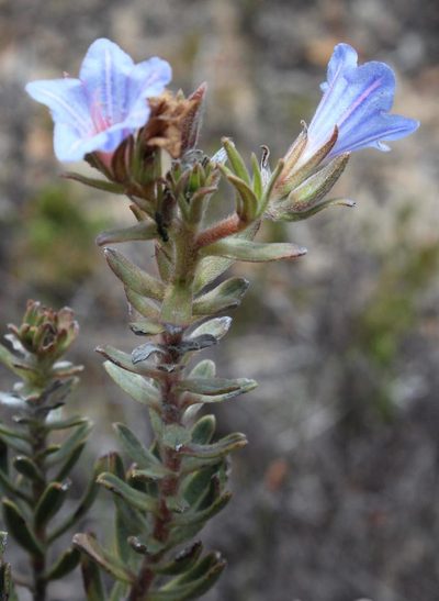 Lobostemon strigosus, photographed by Tony Rebelo