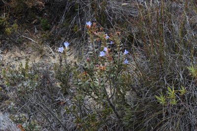 Lobostemon strigosus, photographed by Tony Rebelo