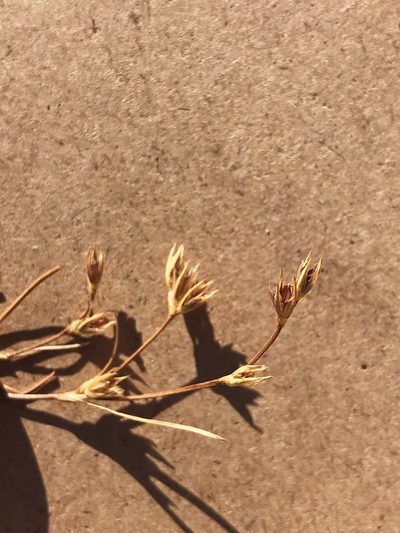 Juncus ranarius, photographed by Amy Huie