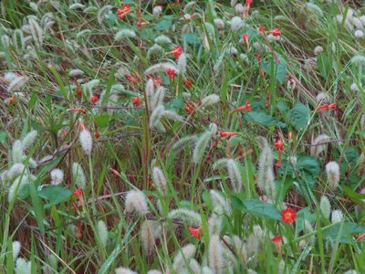 Setaria viridis, photographed by mami_t_t
