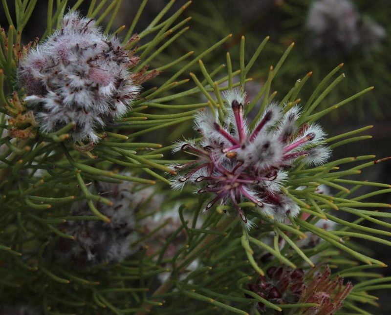 Paranomus capitatus, photographed by Tony Rebelo