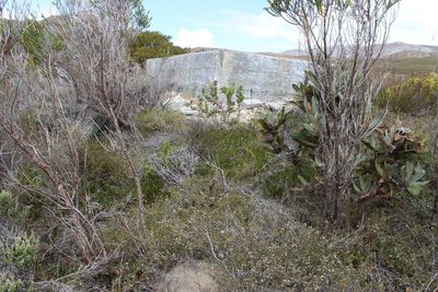 Leucospermum harpagonatum, photographed by Tony Rebelo