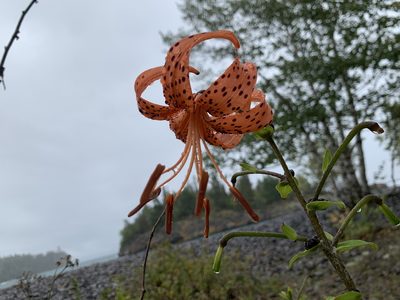 Lilium lancifolium, photographed by natepow