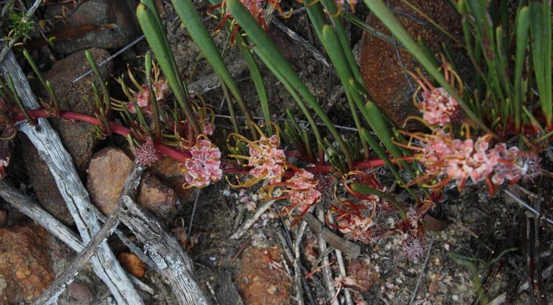 Leucospermum harpagonatum, photographed by Tony Rebelo