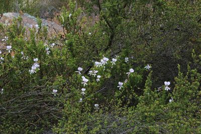 Pelargonium hermanniifolium, photographed by Tony Rebelo