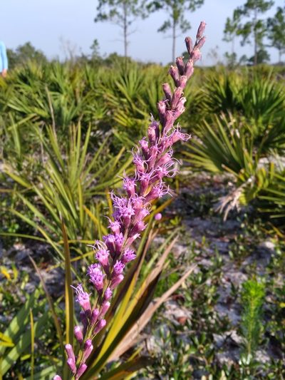 Liatris laevigata, photographed by Scott Ward
