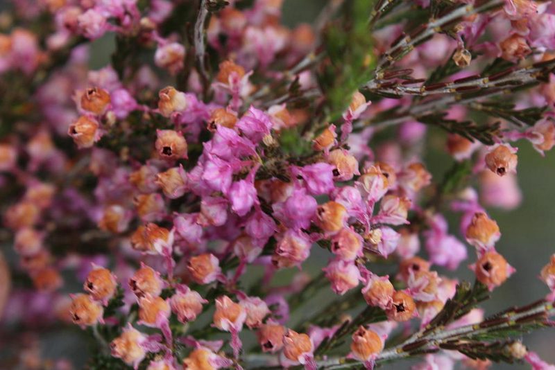 Erica selaginifolia, photographed by Tony Rebelo